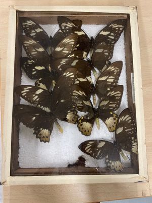 a picture of a display of butterflies in a wooden frame