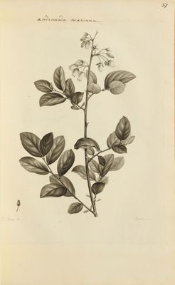 a black and white drawing of a plant with leaves and flowers