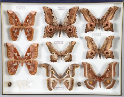 de nombreux types différents de papillons de nuit exposés dans une vitrine