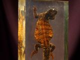 a glass box with a lizard in it on a table