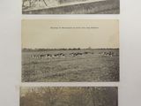 une vieille photo en noir et blanc représentant un troupeau de bovins dans un champ