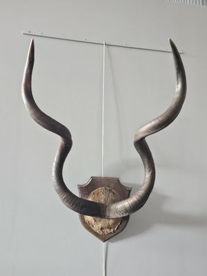 a wall mounted antelope that is hanging on the wall