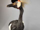 un oiseau debout, avec un chapeau sur la tête