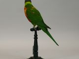 a green and yellow bird sitting on a black stand