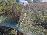 un tuyau raccordé à un arroseur dans un champ