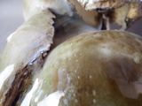 a close up picture of an apple with a bite taken out of it