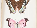 two butterflies that are sitting on top of an open book