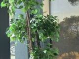 une plante dans une jardinière au milieu d'une pièce