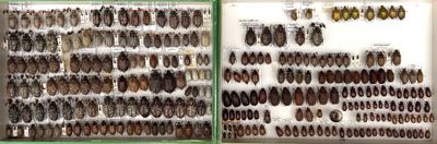 many different kinds of insects displayed in a display case