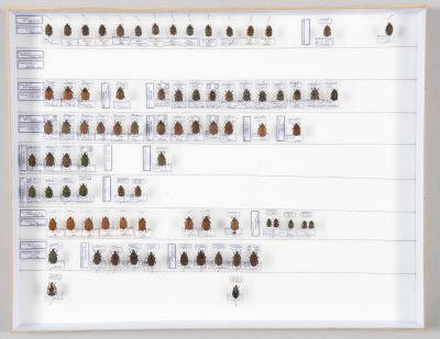 une photo d'une collection de coléoptères accrochée au mur