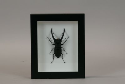 a black and white picture of a beetle in a black frame