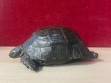 une petite tortue posée sur une table