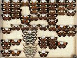 a lot of butterflies that are on display in a box