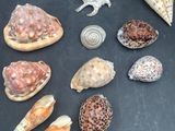 de nombreux types de coquillages différents sur la table