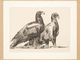 deux oiseaux qui se tiennent l'un à côté de l'autre