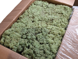 a box of green moss sitting on a table