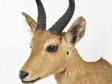 a deer with large horns on a white background