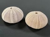 two white sea urchins sitting on top of a black surface