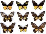 six different types of butterflies are shown on a white surface