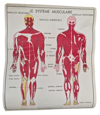 an image of a diagram of the muscles of the human body