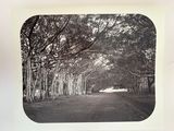 a black and white photo of a tree lined road