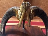 a close up of an animal ' s head on a wooden table