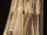 a lot of toothbrushes that are wrapped in plastic bags