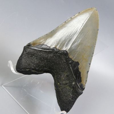 Fossiles de collection. Grande dent de Mégalodon. - Photo 1