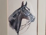 une photo d'un cheval avec un bridon sur la tête
