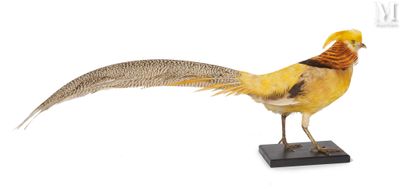 a golden bird that is standing on a black base