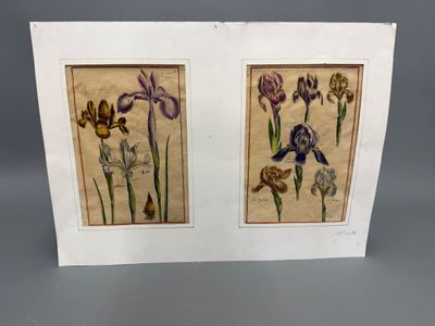 deux tableaux encadrés représentant des iris et d'autres fleurs posés sur une table
