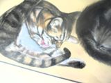 two cats that are laying down together on the floor