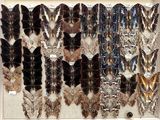many different types of butterflies on display in a display case