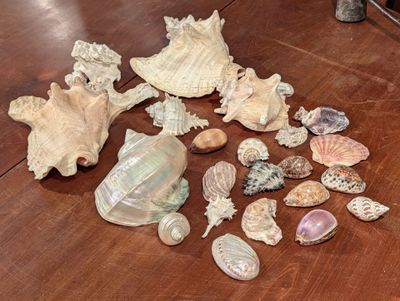 beaucoup de coquillages par terre, à côté d'un vase