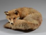 une image représentant un renard en peluche recroquevillé sur une surface blanche
