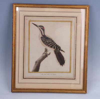 painting of a woodpecker perched on a branch in a gold frame