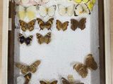 many different butterflies in a shadow box on a table