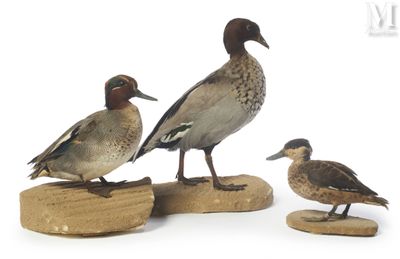 three ducks that are standing on a piece of wood