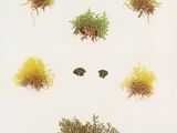 une illustration représentant diverses espèces d'algues sur fond blanc