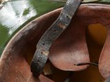an old green helmet with a leather strap and a metal buckle