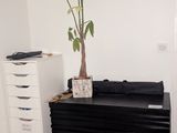 une plante posée sur une commode noire