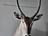 a antelope head mounted on the wall of a building