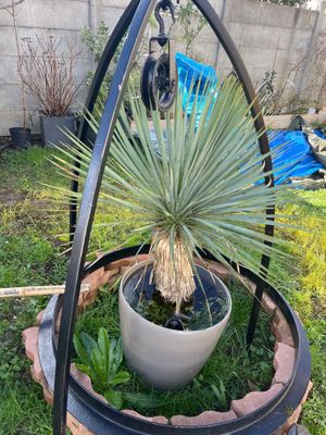 a potted plant in the middle of a potted plant