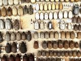 many different kinds of vases and jars on the wall