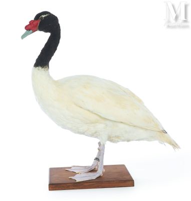 a white duck with a red beak standing on a wooden base