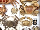 a box full of different types of crabs in it
