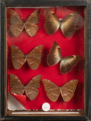 six butterflies in a shadow box with a coin in the middle