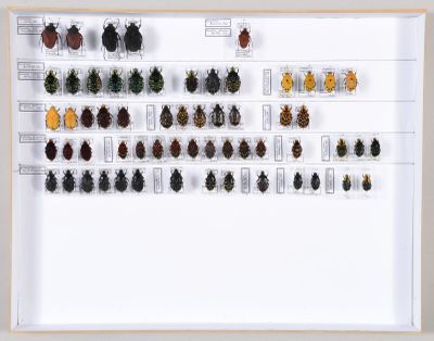 un cadre blanc présente une collection d'insectes et d'autres bestioles