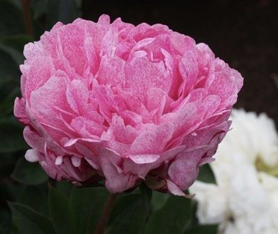 une fleur rose au milieu de fleurs blanches