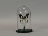 a glass bell with a butterfly inside of it